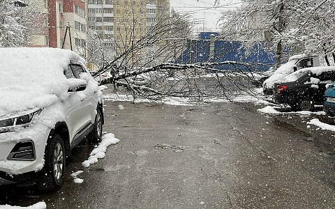 Последствия снегопада: в Рязани упало еще одно дерево