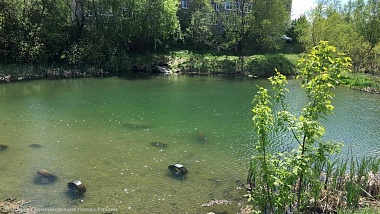 В Песочне провели санитарную очистку пруда