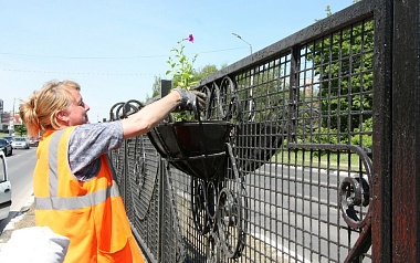 Иберис, годеция и тагетис: улицы и парки Рязани летом украсит миллион цветов