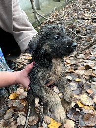 Семья щенков провалилась в узкий колодец в Рязани 