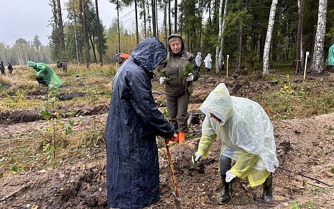 В Рязанской области высадят более 12 тысяч саженцев деревьев