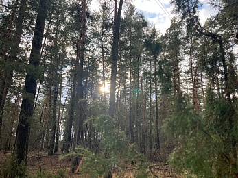 Аномальный февраль: в лесах под Рязанью распускается листва и растут грибы