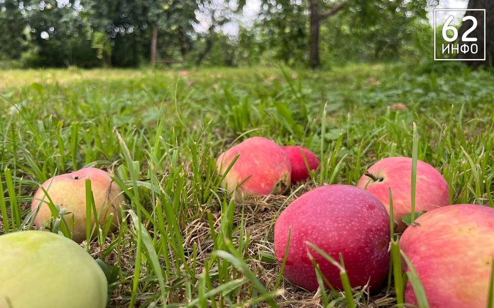 Яблочный Спас: традиции и история праздника Преображения Господня - 62ИНФО