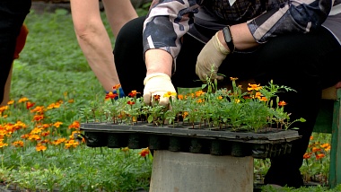 Для городских клумб выращивают более 430 тысяч рассады в теплицах ДБГ Рязани 