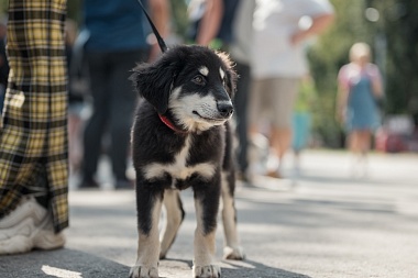 В Лесопарке Рязани прошла выставка бездомных животных "Пойдем домой"
