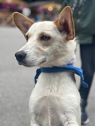 В Рязани 14 кошек и собак нашли новый дом за сутки