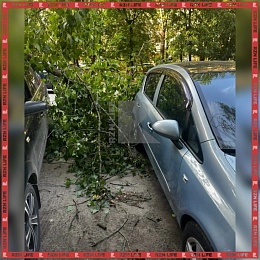 В Рязани дерево упало на машину
