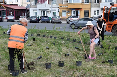 Иберис, годеция и тагетис: улицы и парки Рязани летом украсит миллион цветов