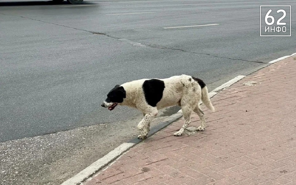 Рязанцам напомнили телефон для жалоб на бездомных собак - 62ИНФО
