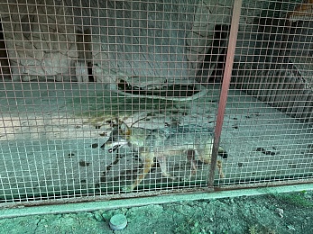 В Ряжском зоопарке живут львенок, страус и верблюды - 62ИНФО В Ряжском зоопарке живут львенок, страус и верблюды