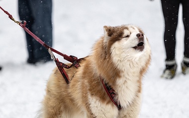 Фестиваль ездового спорта прошёл на базе «Звёздный» в Спасском округе