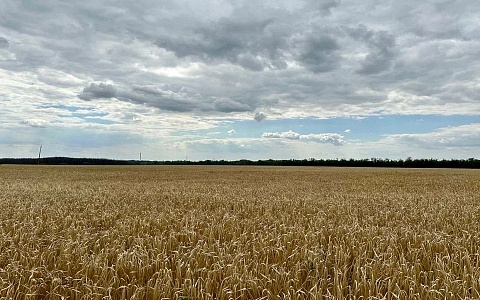 Из Рязанской области в Казахстан после проверки отправили 20 т семян пшеницы