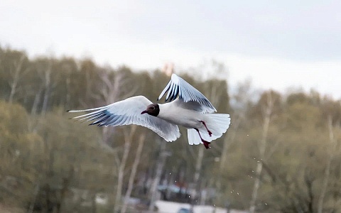 В Рязанской области 18 марта ждут температурные качели в 18°С