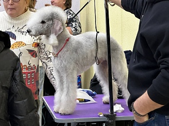 В Рязани проходит выставка собак «Содружество»