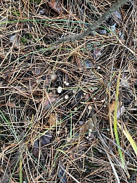 В рязанских лесах в декабре цветут цветы и растут грибы