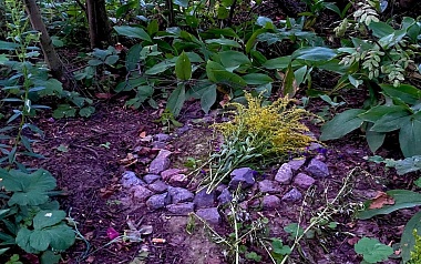 Кладбища домашних животных: где в Рязани хоронят кошек и собак