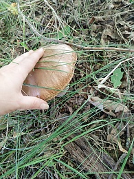 В мещерских лесах нашли гигантские грибы