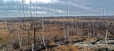 Рязанские предзимние горельники Мещеры напомнили прерии