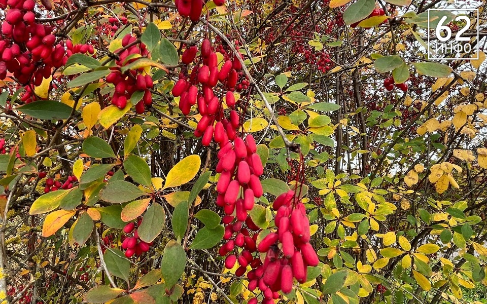 Октябрь подарит рязанцам день "бабьего лета" - 62ИНФО Октябрь подарит рязанцам день "бабьего лета" - 62ИНФО