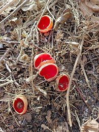 Рязанцы нашли алые грибы со шляпкой в виде ракушки 