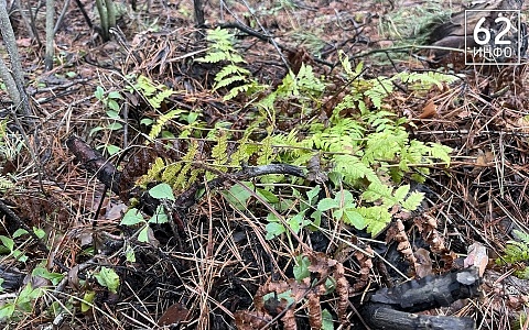 На минувшей неделе в Рязанской области 31 человек пострадал от укуса клещей