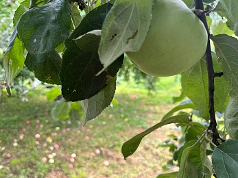 Яблочный Спас: традиции и история праздника Преображения Господня