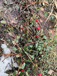 Аномальный февраль: в лесах под Рязанью распускается листва и растут грибы