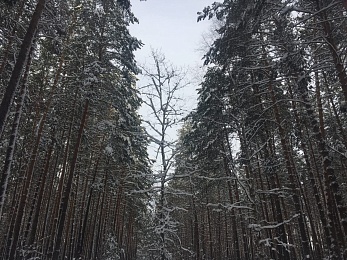 Зимние развлечения: чем заняться в Рязани в снежном январе