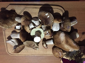 Названы урожайные леса Рязанской области с лисичками и белыми грибами