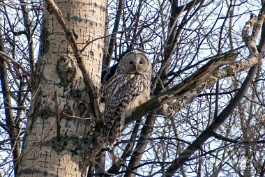 В рязанском парке вороны атаковали сову