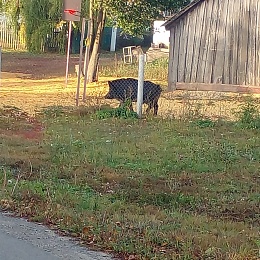  В посёлке в Сасовском районе заметили кабана 
