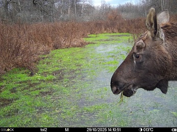 В рязанском лесу заметили рысь и волчью стаю - 62ИНФО В рязанском лесу заметили рысь и волчью стаю