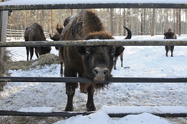 Зубровый питомник Окского заповедника рассказал о зверях на "Ме" в день 65-летия