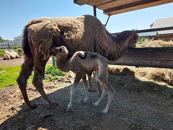 В Ряжском зоопарке показали малыша европейской лани