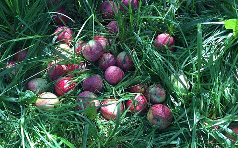 Рязанцы купили три тонны яблок и груш за сутки