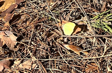 В Рязанской области заметили крушинниц-скороспелок