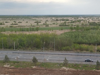 По Рязани гуляют лоси