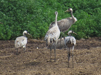 В Касимове заметили несколько семей журавлей