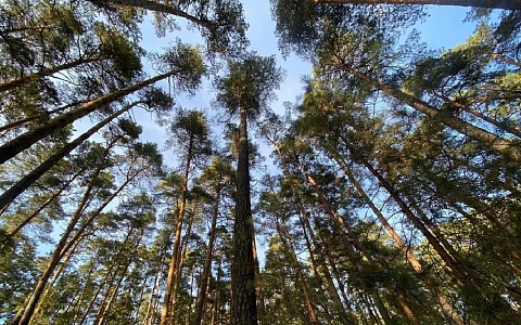 В Рязанской области "черным лесорубам" напомнили о наказании