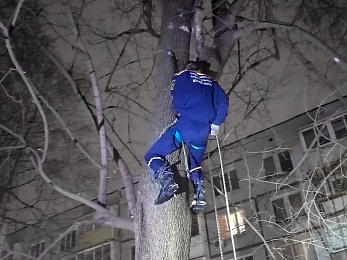 Волонтёры сняли замёрзшего котёнка с дерева в Рязани
