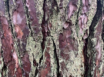 Аномальный февраль: в лесах под Рязанью распускается листва и растут грибы