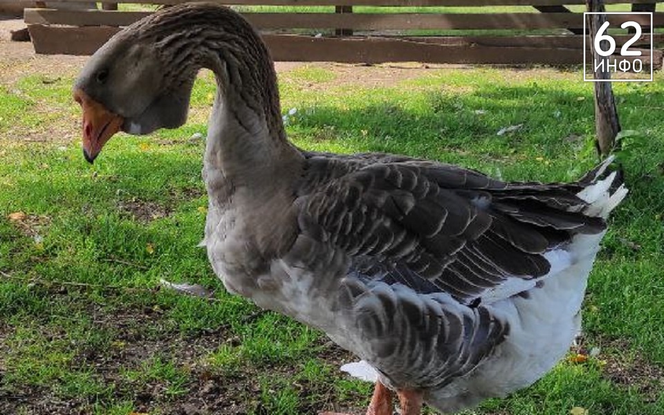 В День поселка в Гусе-Железном пройдут гусиные бега - 62ИНФО