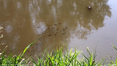 Администрация Рязани показала первые результаты благоустройства Черезовских прудов