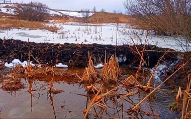 Бобры построили 10-метровую плотину в Кадомском районе