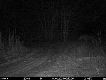 Рязанский лось устроил себе новогодний гастротур