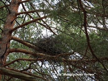 Рязанец в образе лешего подстерег редкую птицу