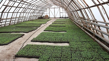 В Рязани клумбы украсят 400 тысяч однолетних растений