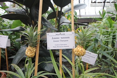 В музее Есенина в Константинове открыли оранжерею Кашиной - 62ИНФО В музее Есенина в Константинове открыли оранжерею Кашиной