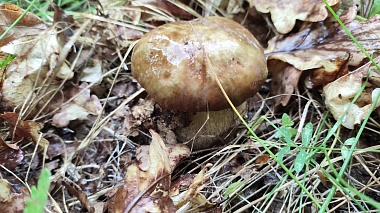 "Будет волна": рязанские леса заполняют белые грибы-гиганты