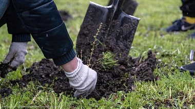 В рязанском Лесопарке высадили 50 молодых лиственниц 